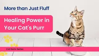 Forget Therapy: Your Cat's Purr is a FREE Anxiety Cure