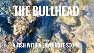 The Bullhead: a Fish With a Favourite Stone