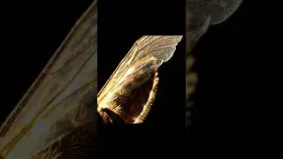 Bee Wing Grooming ASMR