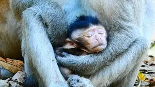 DEEP SAD DEEP SORRY...Newborn Dasha very weak, keep eyes close not move make Duchess so devastated