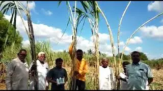 sugar cane best results in Modicare agriculture products happy to farmers get more inf  8904811627