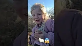 Vandretur p&aring; Bornholm med Bjergf&aring;r, Bjergk&oslash;er og B&aelig;nkebidere 🐏🐃🪳+ Opals&oslash;en og Hammers&oslash;en 🧗🏻&zwj;♀️👣🏞🌐☀️💧