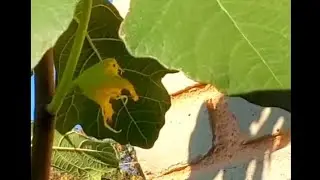 Birds Keep Stealing Them #zone7gardening #figtree #figtrees #fruittrees #birds #gardeningtips #yummy