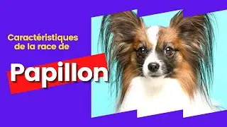 Caract&eacute;ristiques De La Race De Papillon 🐾