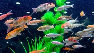 #fish #fishlover #dog BENGALURU PET FAIR EXHIBITION 2026🐠🐟🐕‍🦺🐾