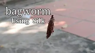 106.Bagworm &ndash; How Tiny Creatures Survive Daily