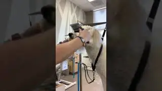Golden Doodles Need to be Brushed A Lot