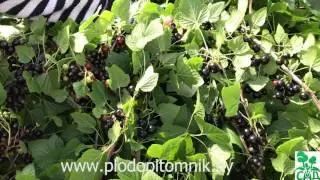 Смородина Геркулес. Промышленный крупноплодный сорт смородины чёрной.