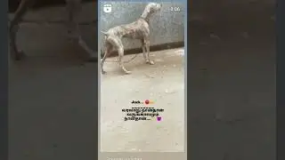 Varalaru Mukiyam🥵#shorts#trending#viralshorts#dogvlogs#huntershorts#kannidogs