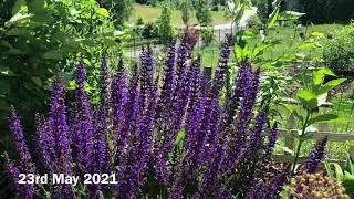 Salvia May night and Veronica Shirley Blue on 27th MAY 2021