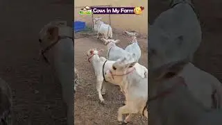 Shortest Nadipathy cows😍#shorts #viral #yt #miniature #reels #tiktok #cute #cow #trend #srikrishna