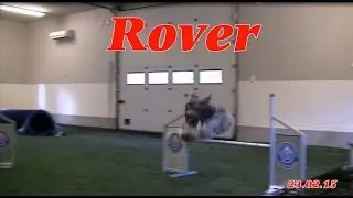 Schapendoes Dog Agility Training