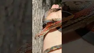 Beautiful Corn Snake Climbs Tree!