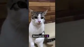 This Cat Boxes like Muhammad Ali #boxing #muhammadali #cat #cats #shorts #memes