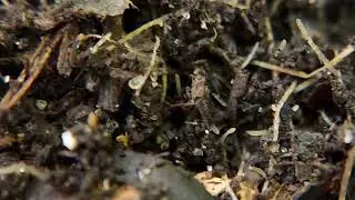 Stratiolaelaps scimitus beneficial soil predatory mite