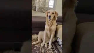 My dog sits like a human😅#goldenretriever #puppy #shorts #funny