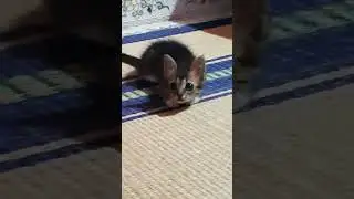 Share this video to CAT  HATERS🥸#kitten cute face reactions 😍😘#shortsviral