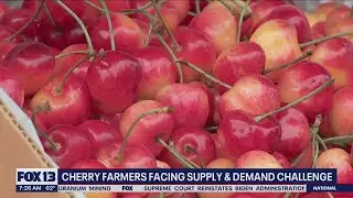 Cherry farmers facing supply demand challenge