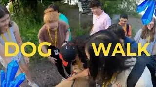 Ambient Dog Walk