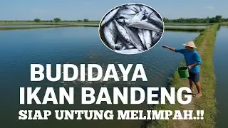 🔴 UNTUNG MELIMPAH  BUDIDAYA IKAN BANDENG || CARA MUDAH DAPAT CUAN 🙌 #shirmp #farm
