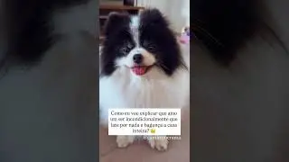 &Agrave;s vezes nem eu entendo! | Canil Romerania #luludapomerania  #cachorro #spitz #spitzalemaofilhote