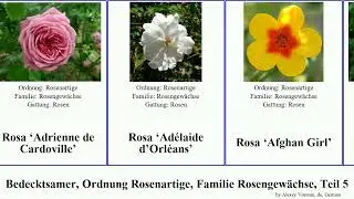 Bedecktsamer, Ordnung Rosenartige, Familie Rosengew&auml;chse, Teil 5 rosa angiosperms Absolute Adam