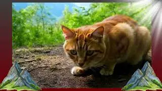KT Eastern Red Cedar Shade Meow