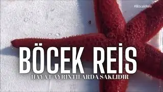 Yılan yıldızı ve Kırmızı Denizyıldızı#B&ouml;cekReis /Echinaster sepositus
