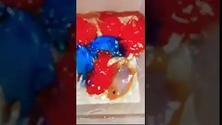 MMA Shorts : Fresh water Parrot Fish | Blue Parrot Fish #parrotfish #cichlid #aquariumfish #fish