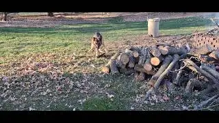 OCD in dogs 02