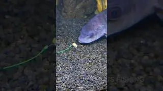 Tilapia Fish Eat Bait #shorts #fishing #tutorial