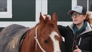 How to Train the Head Shy Horse - Softening to Poll Pressure