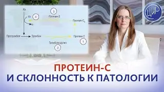 Протеин-C - это склонность к патологии? Дрожжина А.И.