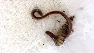 Horsefly Larva