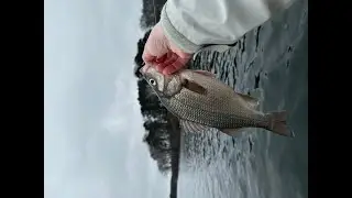 March Perch Madness
