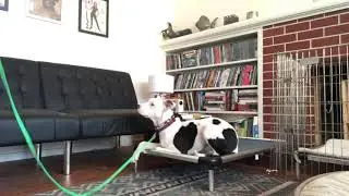 Zuni leash skills and going to bed