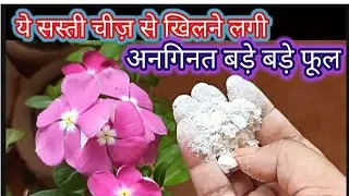 🔴 ये सस्ती खाद से खिलने लगी अनगिनत बड़े बड़े फूल Fertilizer to get maximum big size flowers  at home
