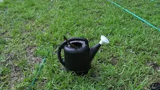 Will Lawn and Garden Nematodes Help Get Rid of Small Hive Beetles?