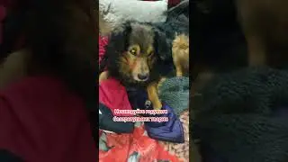 4441111055193803 на корм для безпритульних