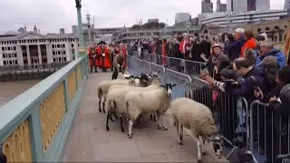 Sheep bridge crossing time again in London (UK ) - 28 Sept 2025