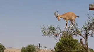 יעל בשדה בוקר