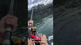 Kingfish on !! Port Hacking.