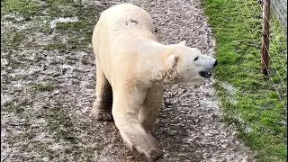 Project Polar - Yorkshire Wildlife Park