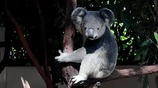 Koalas are so Cute #travel #australia #queensland #nature #new #lonepine