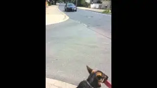 Sch&auml;ferhund Sitz Bleib Training an einer Strasse