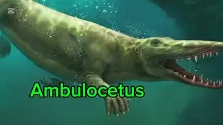 Ambulocetus chod&iacute;c&iacute; velryba | Atlas druhů #42 | Arkeoza Paleontologie 