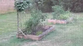 Groundhog in the Garden - Ground Hog eating the vegetable garden
