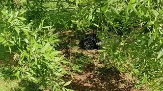 Robomow RS615u - Robotic lawnmower mowing under the tree