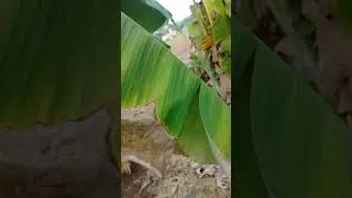 🌱வாழை சாம்பல் சத்து குறைபாடு🌿🍃(Potassium deficiency in banana)🍃