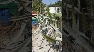 cultivation of Dragon fruit farming , Sunburn issues